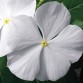 Vinca (Catharanthus Roseus) Cora "White" - во саксија Ø10